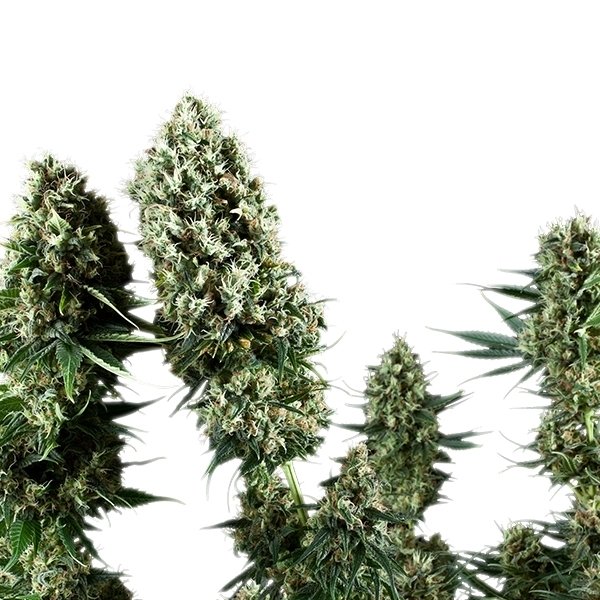 power-flower-1