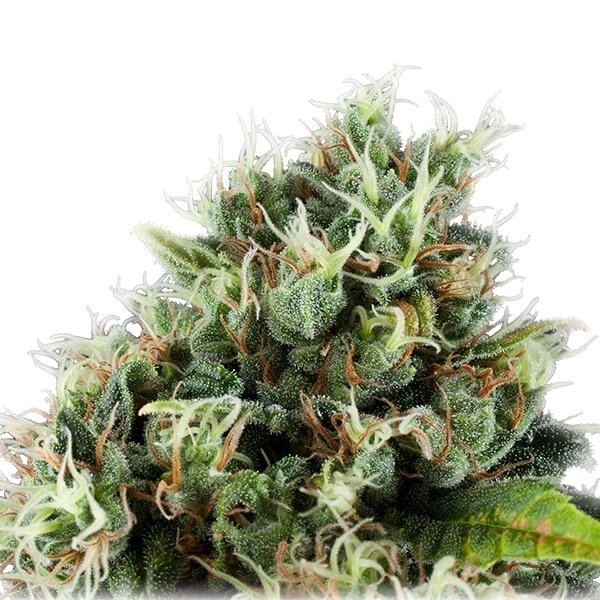 power-flower-2