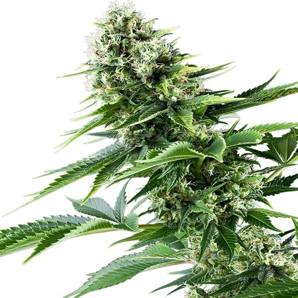 power-flower