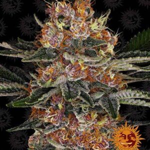 Purple Punch Autofiorente
