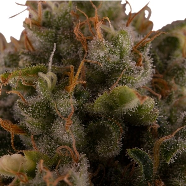 royal-moby-2