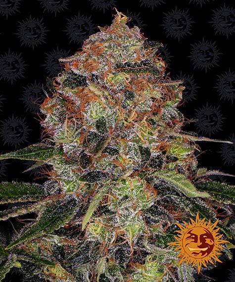 shiskaberry_circle_new_12_033873