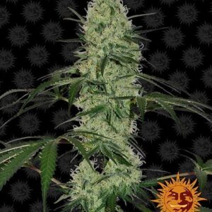 Tangerine Dream Autofiorente