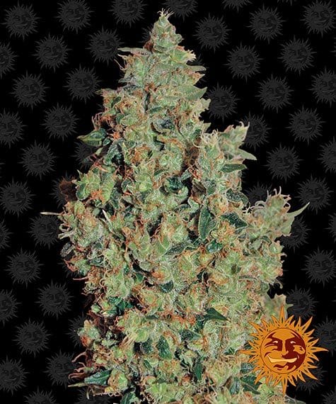 tangerine-dream_circle_new_12_046550