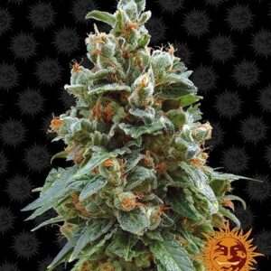 Vanilla Kush