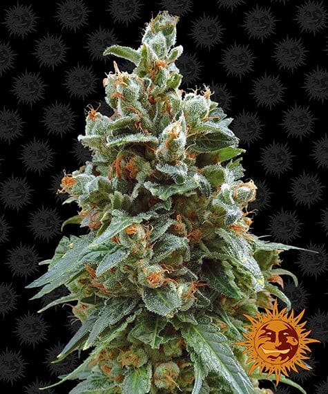 vanilla-kush_circle_new_12_046335