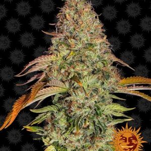Zkittlez OG Autofiorente