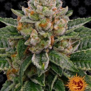 Skywalker OG Autofiorente