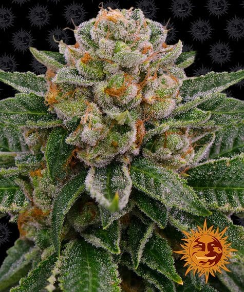 skywalker-og-auto_circle_new_21_360424