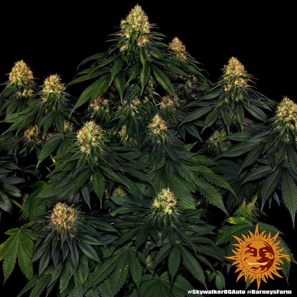 skywalker-og-autofiorente-fioritura-2