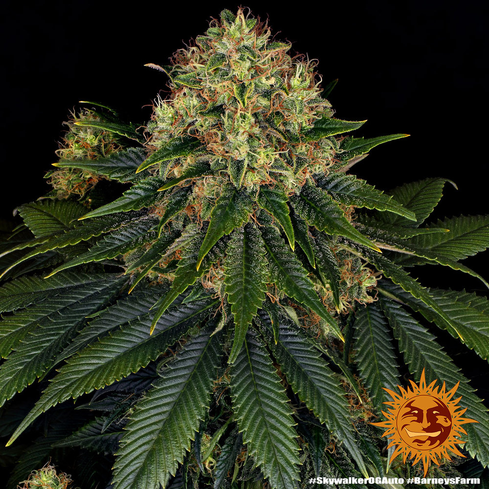 skywalker-og-autofiorente-fioritura