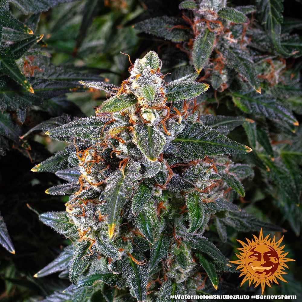 watermelon-zkittlez-auto_4_187622