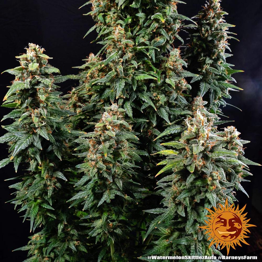 watermelon-zkittlez-auto_6_187623