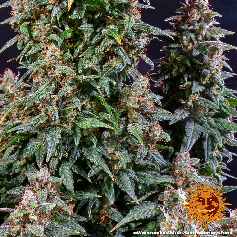 watermelon-zkittlez-auto_7_187624