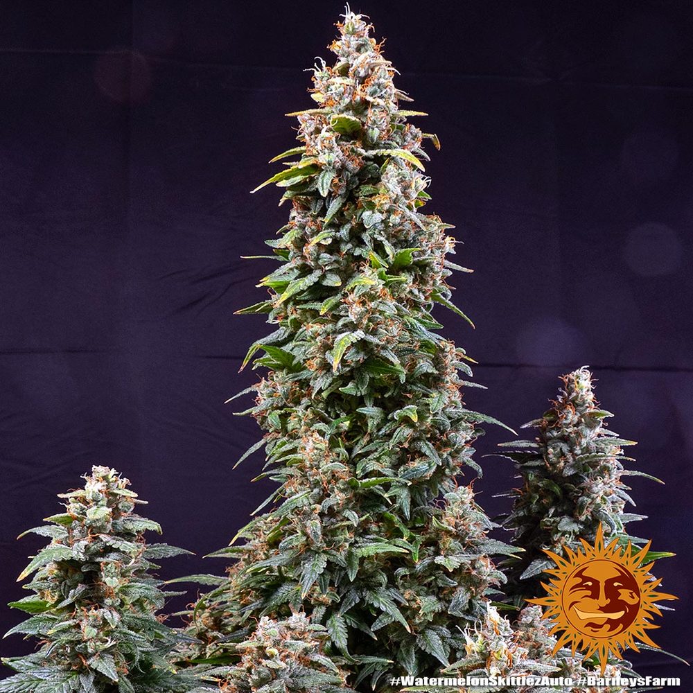 watermelon-zkittlez-auto_8_187624