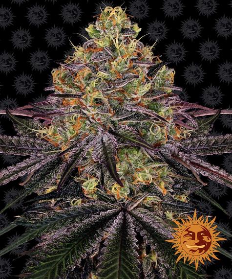 watermelon-zkittlez_circle_new_21_202888