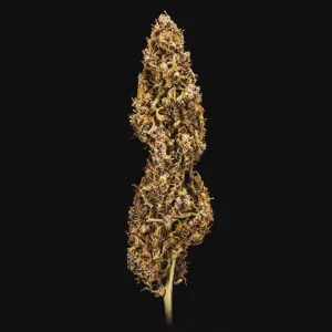 cima della pianta di cannabis do-si-dos automatic della royal queen seeds su weed therapy
