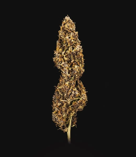 do-si-dos-automatic-cima cima della pianta di cannabis do-si-dos automatic della royal queen seeds su weed therapy