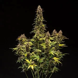 pianta di cannabis do-si-dos automatic completa in fioritura della royal queen seeds su weed therapy