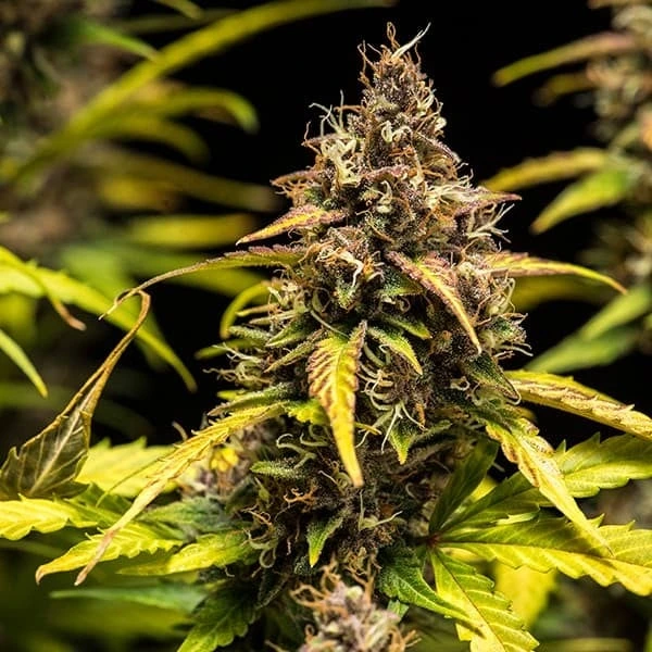 do-si-dos-automatic-picale picale della pianta di cannabis do-si-dos automatic della royal queen seeds su weed therapy