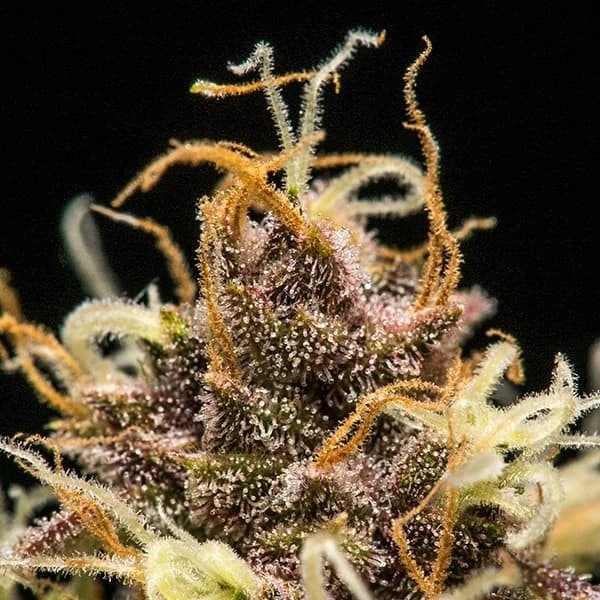 do-si-dos-automatic-tricoma tricomi della pianta di cannabis do-si-dos automatic della royal queen seeds su weed therapy