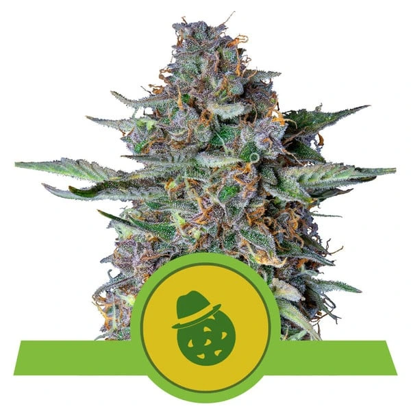 do-si-dos-automatic pianta di cannabis do-si-dos automatic della royal queen seeds su weed therapy