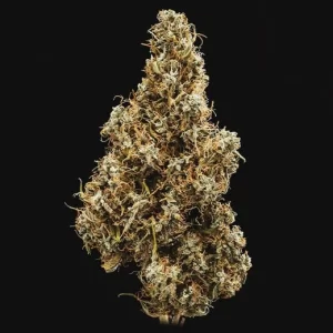 cima della pianta di cannabis mimosa automatic della royal queen seeds su weed therapy