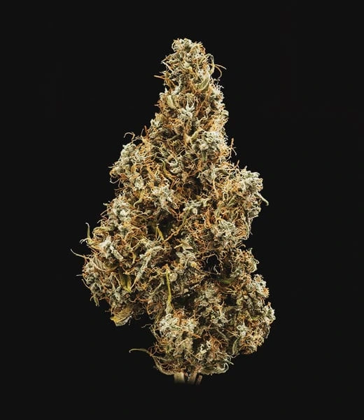 mimosa-automatic-cima cima della pianta di cannabis mimosa automatic della royal queen seeds su weed therapy