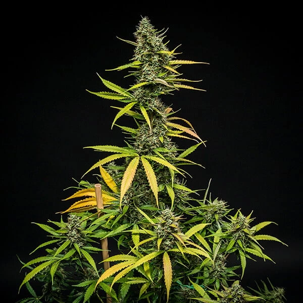 mimosa-automatic-pianta-completa-fioritura pianta di cannabis mimosa automatic completa in fioritura della royal queen seeds su weed therapy
