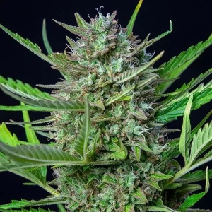 picale della pianta di cannabis mimosa automatic della royal queen seeds su weed therapy