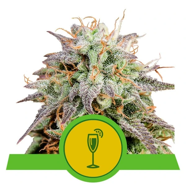 mimosa-automatic pianta di cannabis mimosa automatic della royal queen seeds su weed therapy