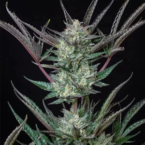 picale della pianta di cannabis purple punch automatic della royal queen seeds su weed therapy