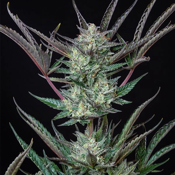 purple-punch-automatic-piantafioritura-completa picale della pianta di cannabis purple punch automatic della royal queen seeds su weed therapy