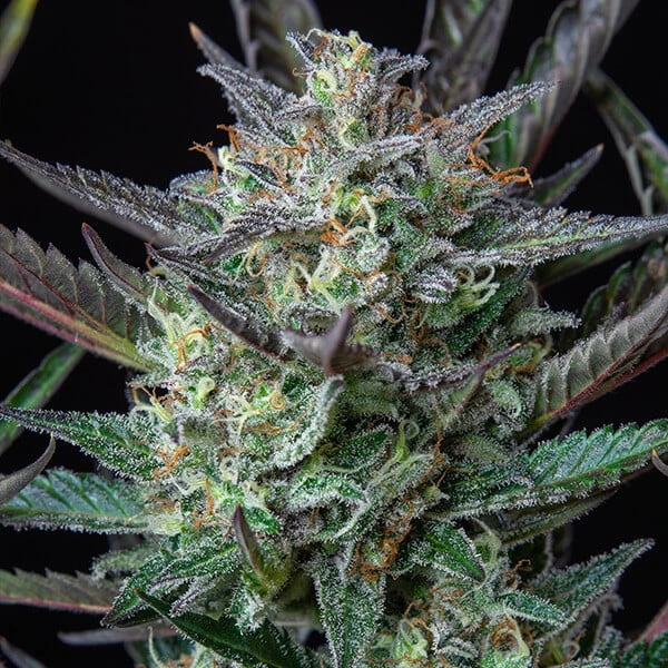 purple-punch-automatic-picale pianta di cannabis purple punch automatic completa in fioritura della royal queen seeds su weed therapy