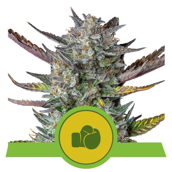 purple-punch-automatic pianta di cannabis purple punch automatic della royal queen seeds su weed therapy