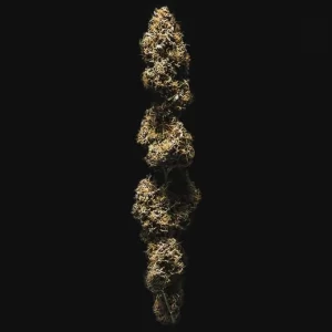 cima della pianta di cannabis watermelon automatic della royal queen seeds su weed therapy