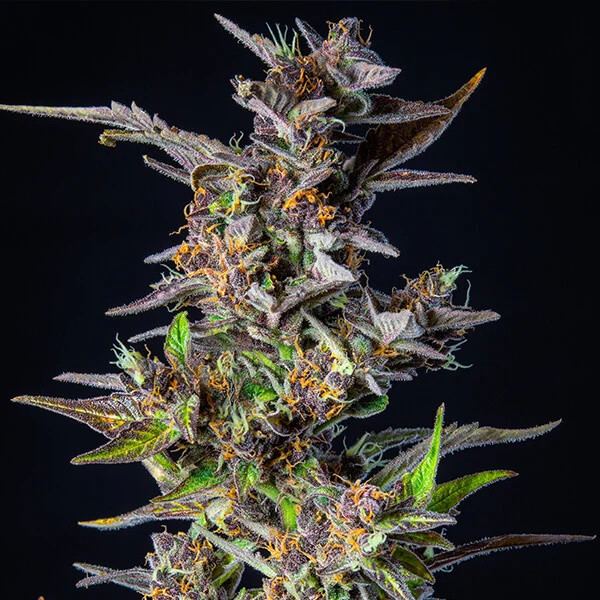 watermelon-automatic-picale picale della pianta di cannabis watermelon automatic della royal queen seeds su weed therapy