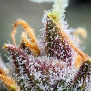 tricomi della pianta di cannabis watermelon automatic della royal queen seeds su weed therapy