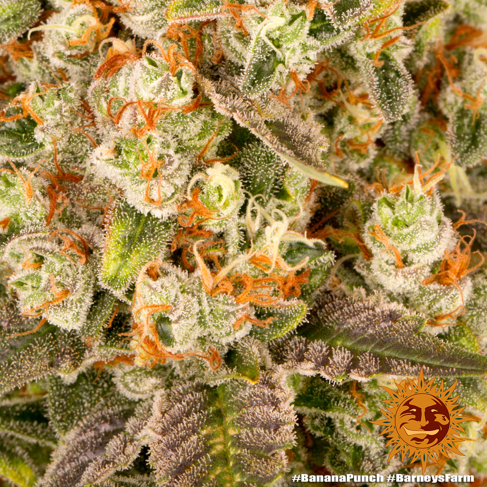 banana-punch_4