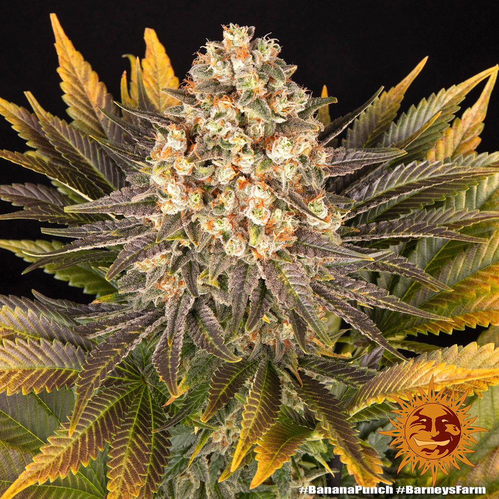 banana-punch_8