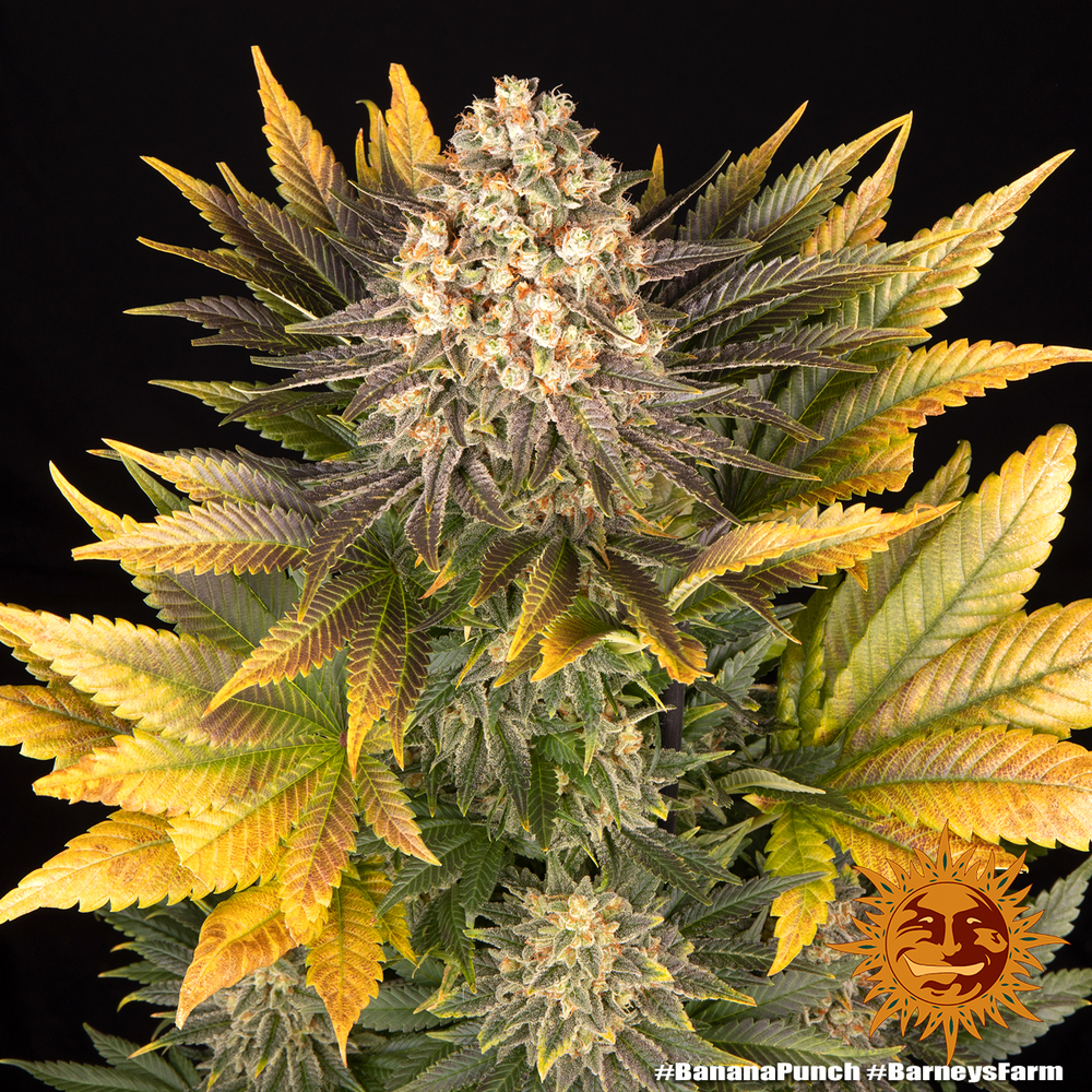 banana-punch_9