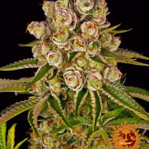 KUSH MINTZ