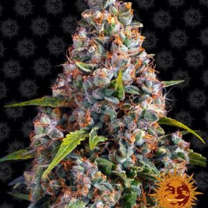 Strawberry Cheesecake Autofiorente