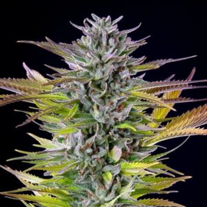 foto della pianta di cannabis watermelon della royal queen seeds