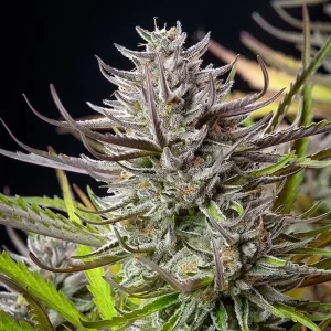apicale di lato della pianta di cannabis mimosa femminizzata della royal queen seeds