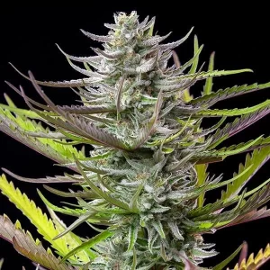 apicale della pianta di cannabis mimosa femminizzata della royal queen seeds