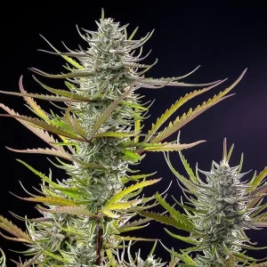 foto della pianta di cannabis mimosa femminizzata della royal queen seeds