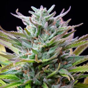 Apicale della pianta di cannabis watermelon della royal queen seeds