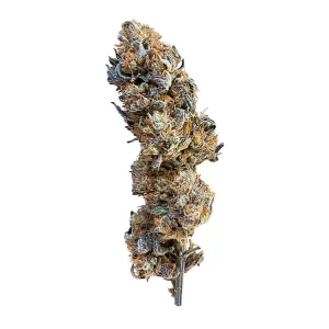 fiore della pianta di cannabis mimosa femminizzata della royal queen seeds