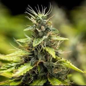 picale della pianta di cannabis royal runtz automatic della royal queen seeds su weed therapy